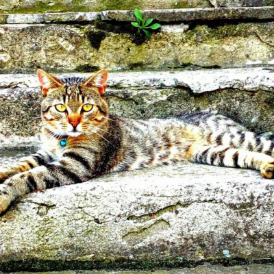 Edyta Cicharska - 4 - Kot